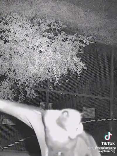 Goodbye horse-err-bats?