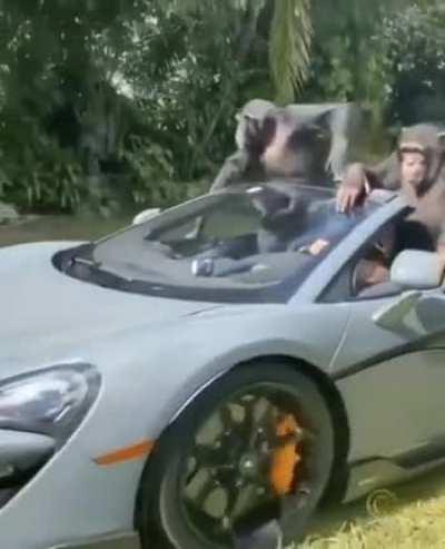 Test driving the supercars before declining and buying the dip instead 💥🚀🕜💣 credit; u/phoneslime