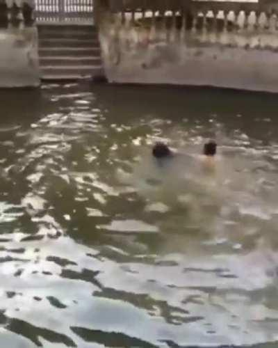 Owner pretended to drown to see how his dog would react. (Credit to u//Dopsmanner)