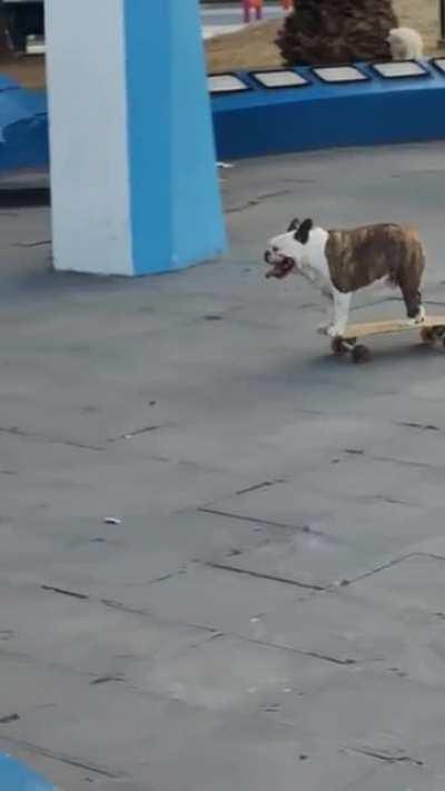Te dejo un perrito skater para que tengas buen Miércoles.