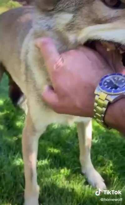 Russian guy with wolves