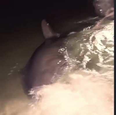 First Great White to be caught from the beach