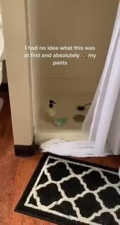 The shit weasel is real