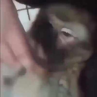 jaja un mono fumando porro