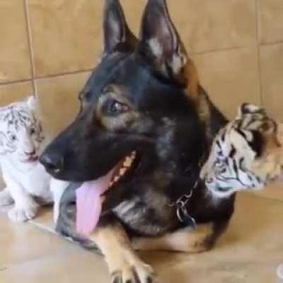 A Startled Baby White Tiger