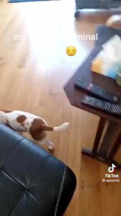 Only on tiktok (sniper tf2)