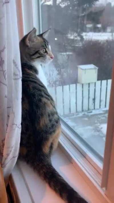 Luci Chirping the Speeders