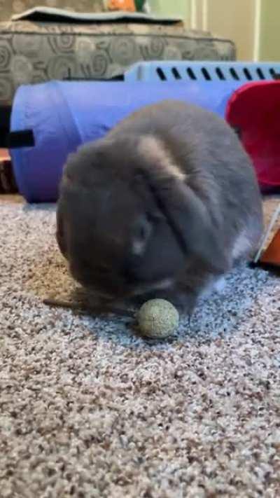 Gary: enjoying a timothy hay lollipop