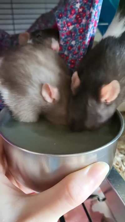 I gave my girls some watered down turkey broth for (Canadian) Thanksgiving