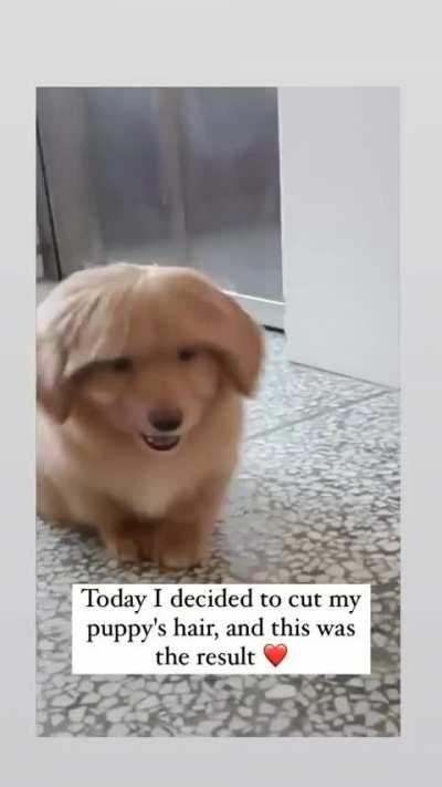 Send this to a Dog lover 