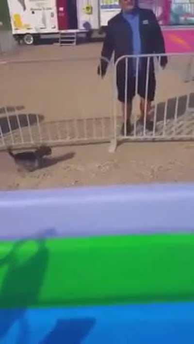 Doggo enjoying the slide