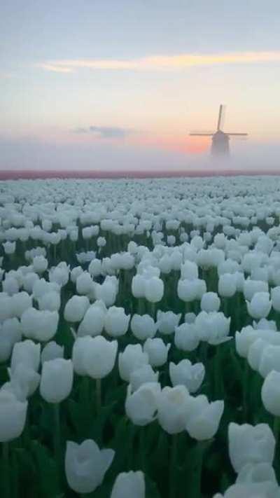 Tulip fields in Netherlands (Credits: @nick_skeyes on IG)