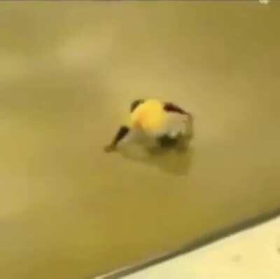 Skateboarding Monke 🛹