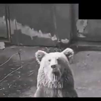 Fuck this bear in particular.