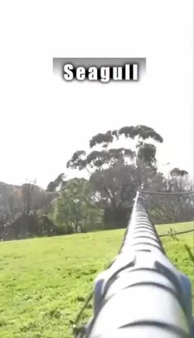 Animals be like: holy shit it’s the fucking human making fun of us.