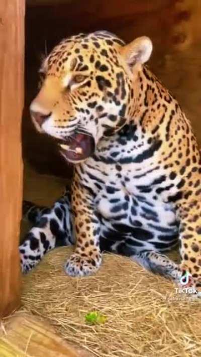 Unlike most big cats their size and larger, wild jaguars are skittish and almost never attack humans. (Jaguars in captivity however are quite the contrary)