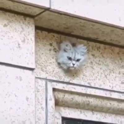 Guys I've installed a brand new CCTV camera...