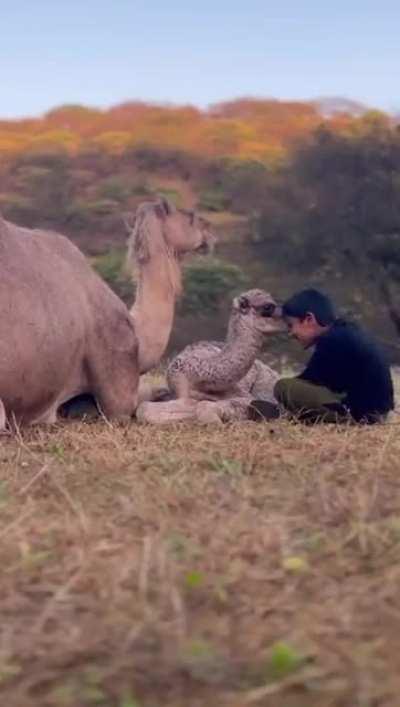 Camels are big dogs that you can ride and they can smell water over 75 km away