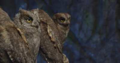 Do you find owls cute? :3