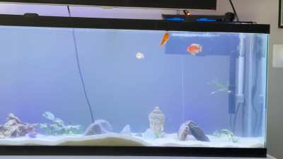 Identification/Aggression Control