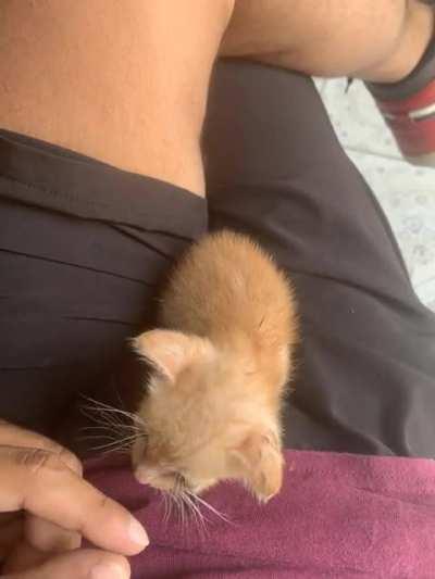 Honey the cat thinks she’s a tiger