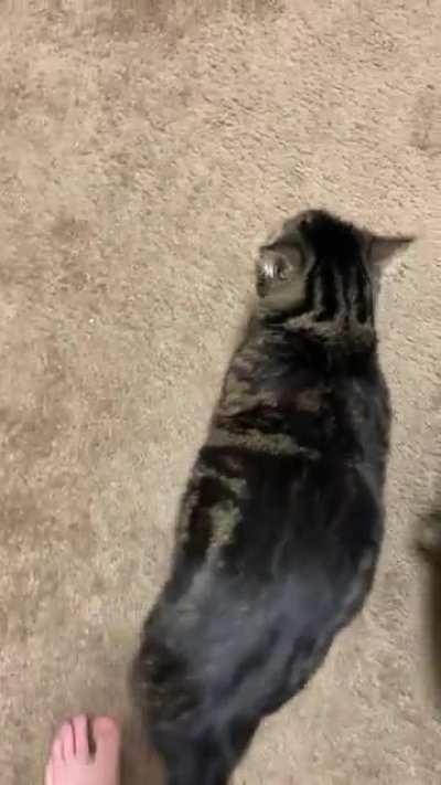 Being yelled at for taking too long to come out of my room in the morning (with bonus flop).