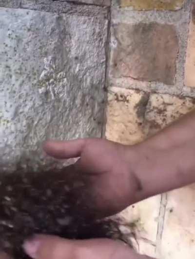 Picking up a spider cluster