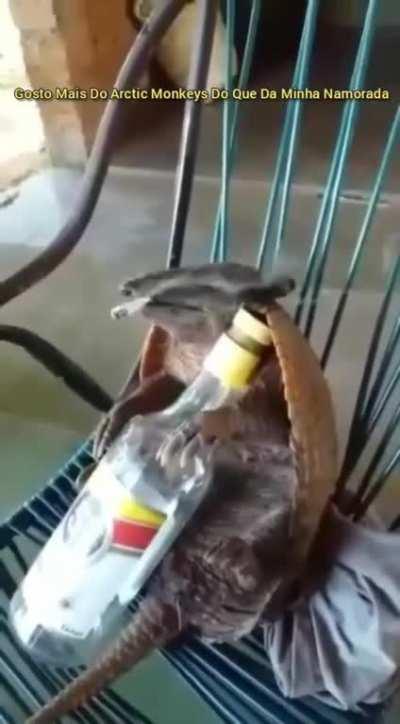 Tatuzinho curtindo a vibe