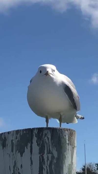 a-a-a-AAAAAAAAAAAAAAAAAAAAAAAAAAA