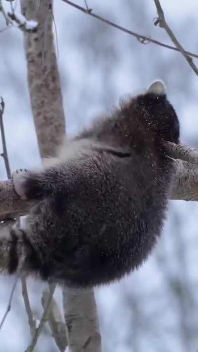 That tail tuck at the end is just so precious...