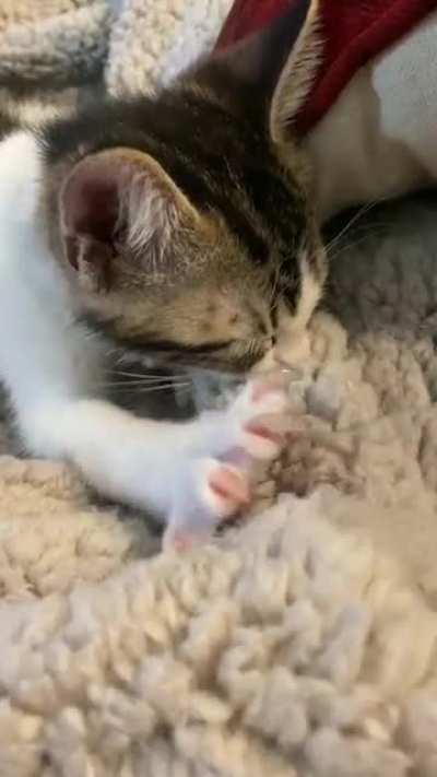 My kitten makes biscuits and tries to latch when he is falling asleep sometimes 🥺