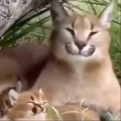 Here’s a wholesome floppa for anyone who wants!