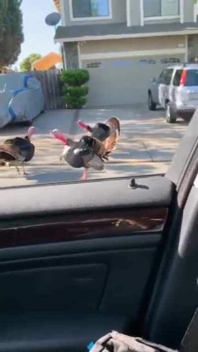 The turkey whisperer