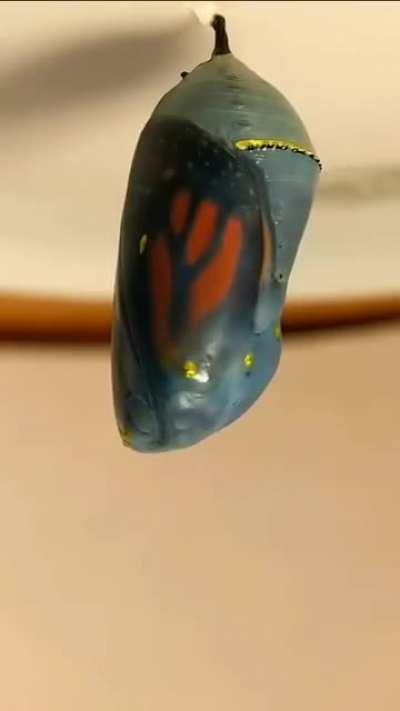 Caterpillar to butterfly