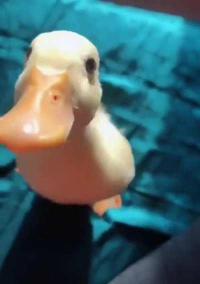 Oh a ducking Duck