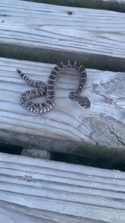 FRANK YOU SMELLY IDIOT