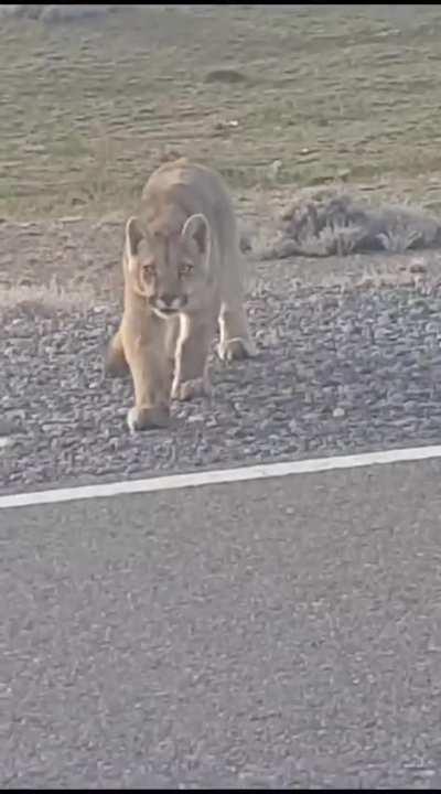 Un pumita encaró a un conductor en la Ruta 40