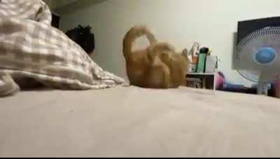 My cat hissed at itself after it bit its own tail