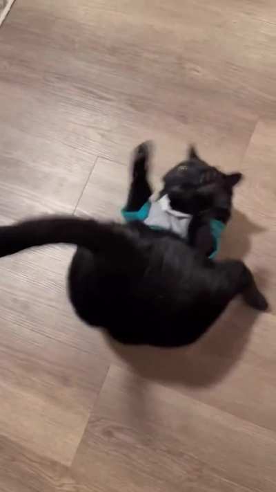 Tiny paws, big energy