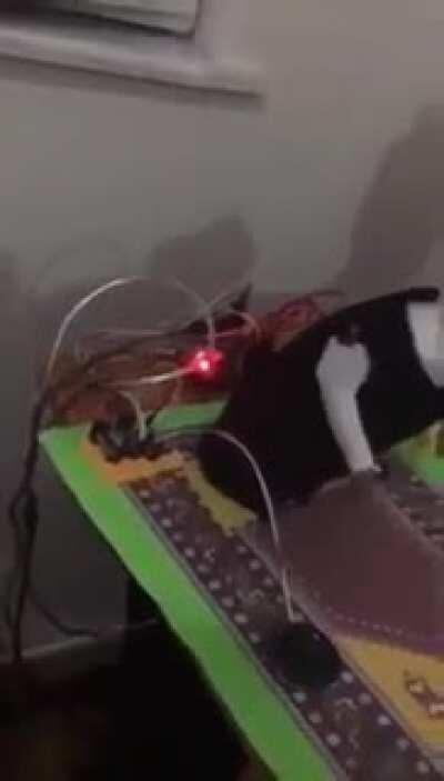 Namaz kılan kediye rakip namaz kılan robot