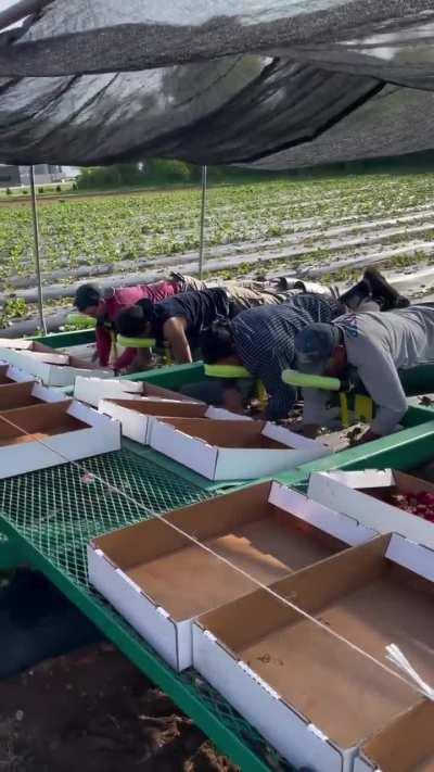 Strawberry picking doesn’t have to be back breaking work