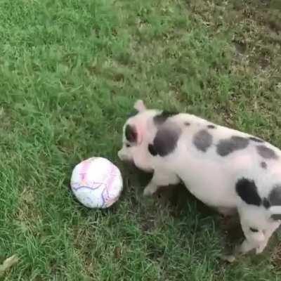 Pig playing with soccer ball