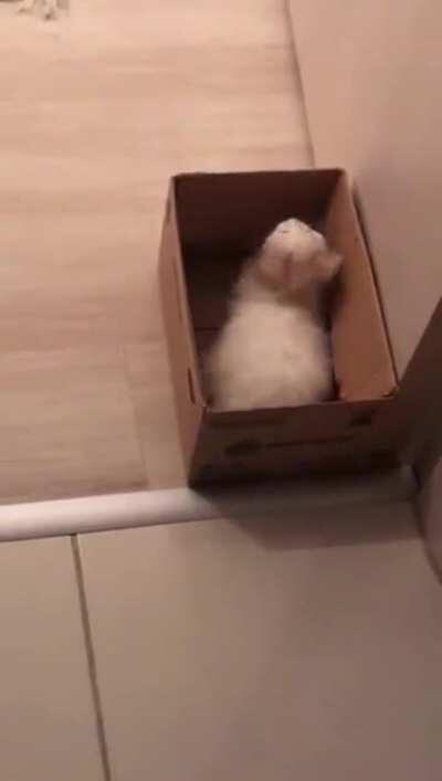 Kitty figuring out how to exit box