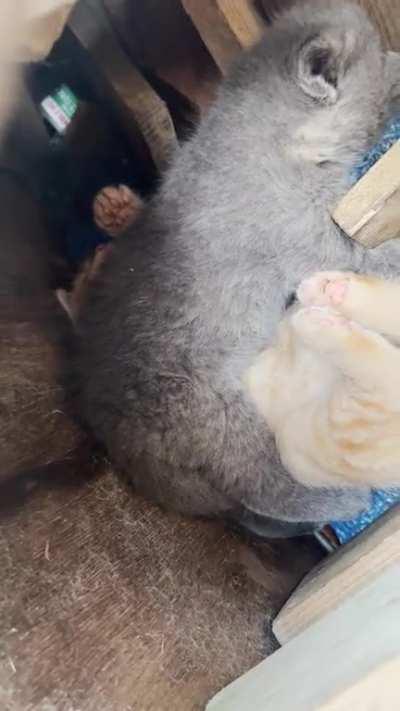 Criminals are holding me hostage for pets all day. I cannot resist