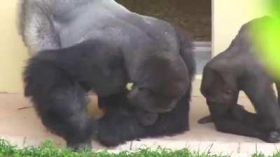 Silverback and his son, calmly observe a caterpillar. -