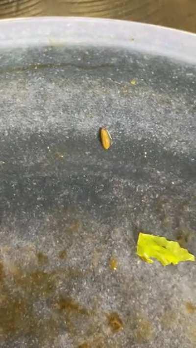 Ate an organic salad and found this at the bottom.