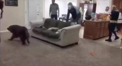 I need a puppy to play this game now... Merry Christmas 🥰!