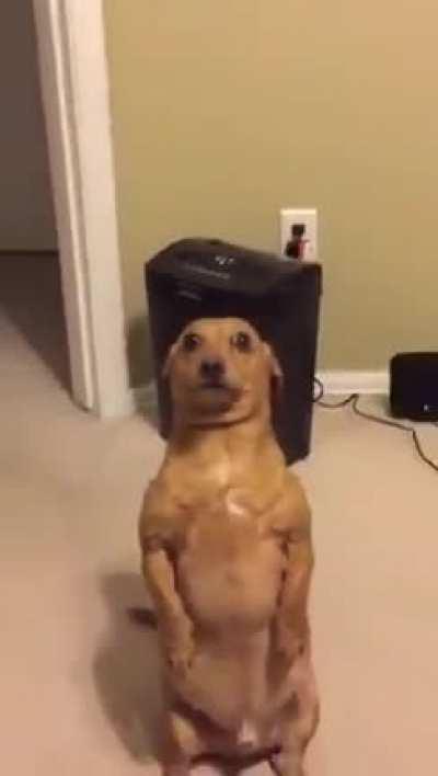 boners in meetings be like: