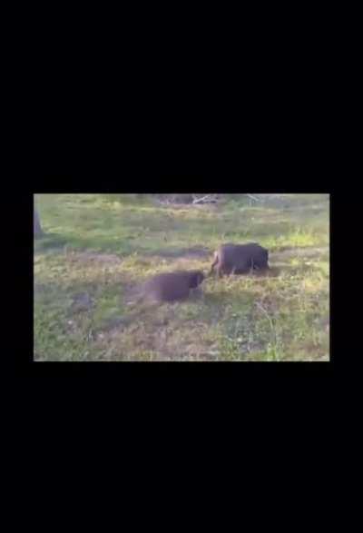 My pot-bellied pig people need me!