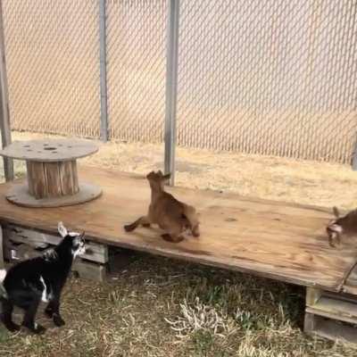 Slo mo kid antics, courtesy of Farm Animal Refuge